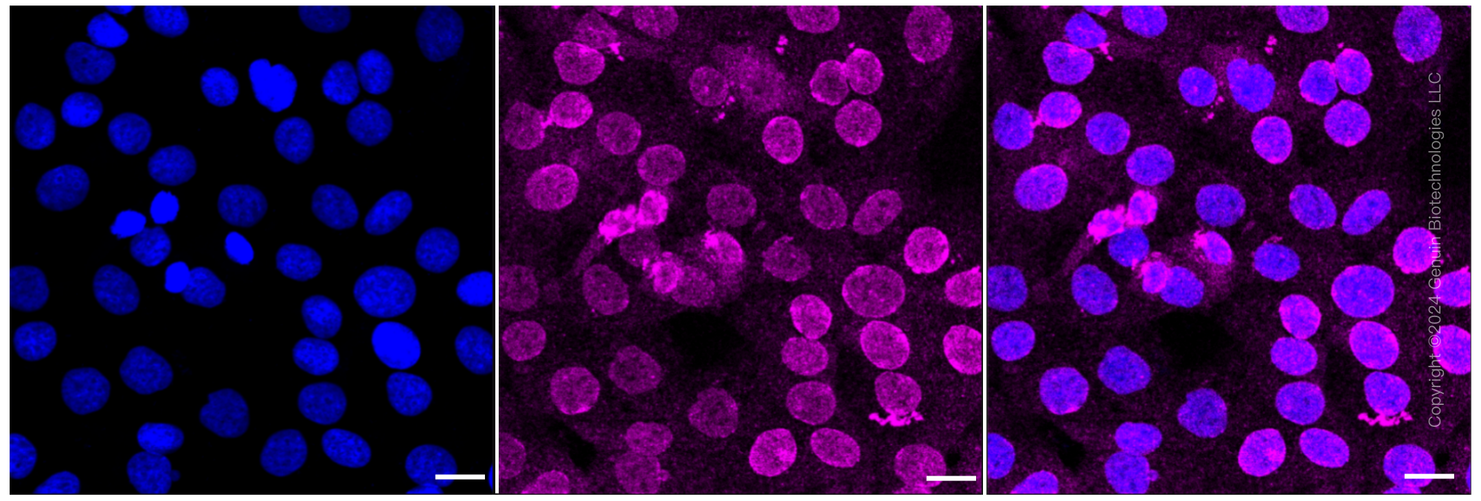 ICC - KD-Validated Anti-C-terminal Src kinase Rabbit Monoclonal Antibody AGI2393